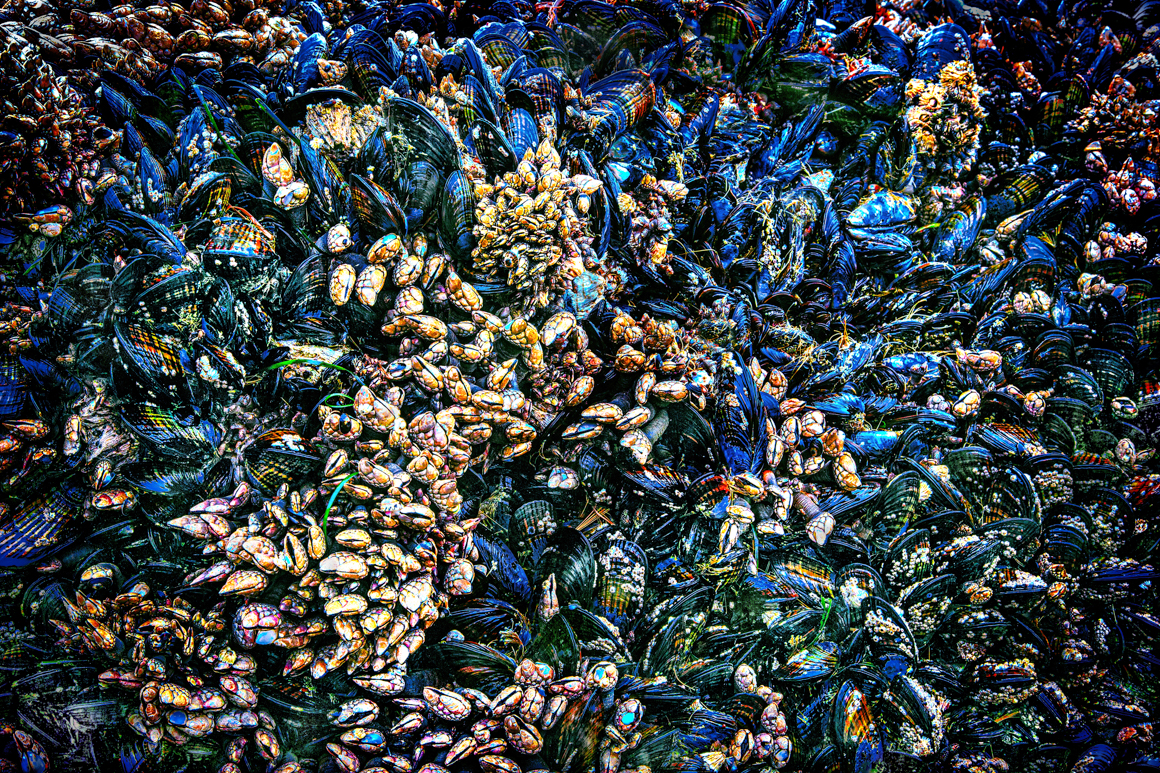 Muselling Up by Denis Sabo ©